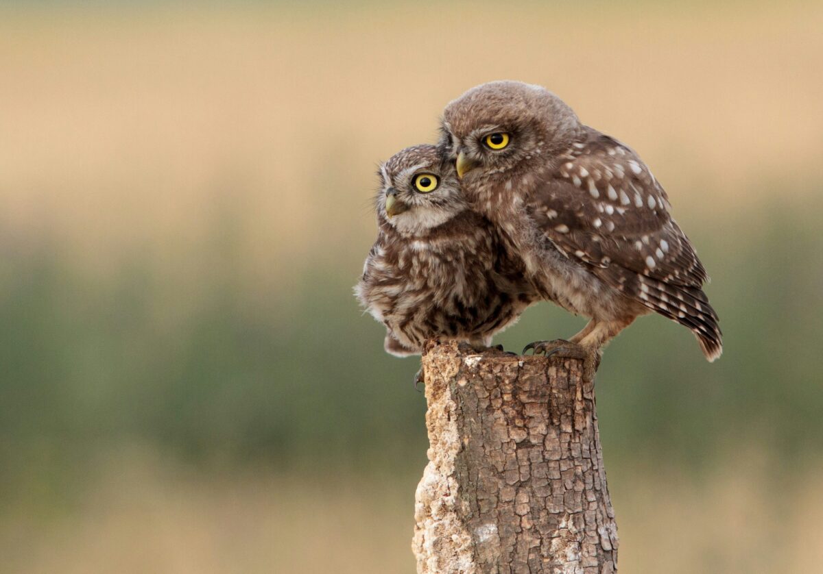 Ga woest en wild ondernemen | Dare! Beweegt
