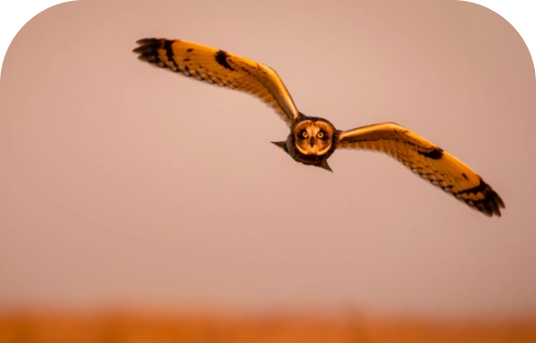 Vogel