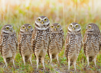 Dare! Brengt organisaties in beweging -