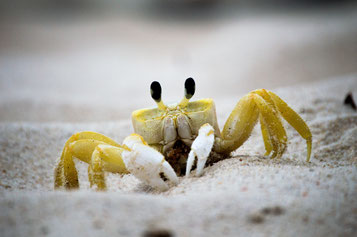 Sjaak, de kritische krab - Dare! - Brengt organisaties in beweging | Dare! Beweegt