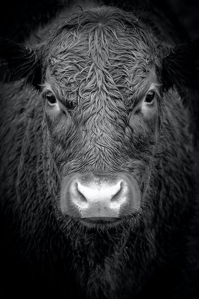 Leer van anderen of van Bertus de stier - Dare! - Brengt organisaties in beweging | Dare! Beweegt