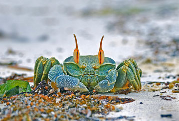Sjaak, de kritische krab - Dare! - Brengt organisaties in beweging | Dare! Beweegt