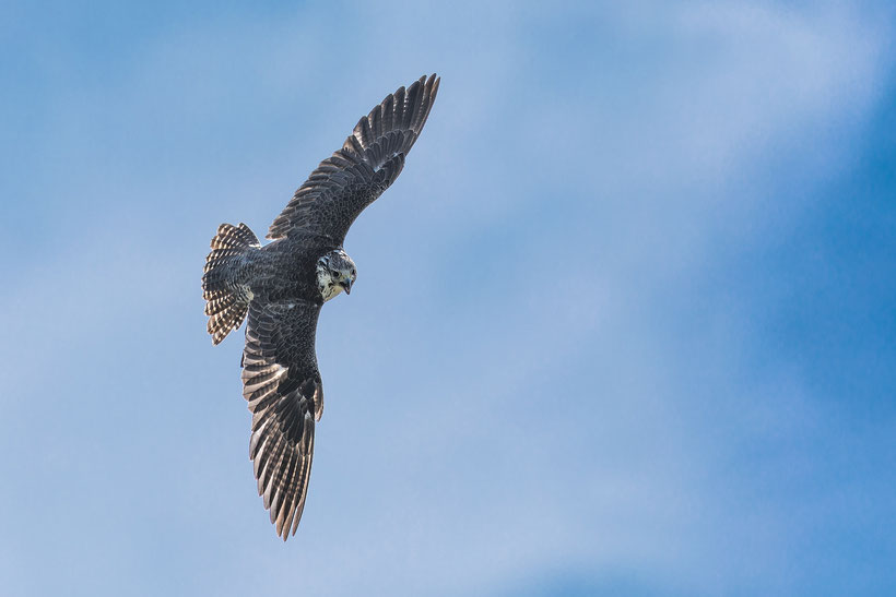 Dare! Brengt organisaties in beweging -