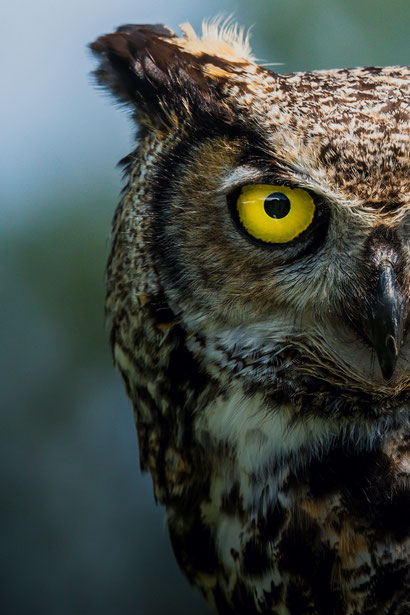 Hannibal vreet je op met z'n vragen - Dare! - Brengt organisaties in beweging | Dare! Beweegt