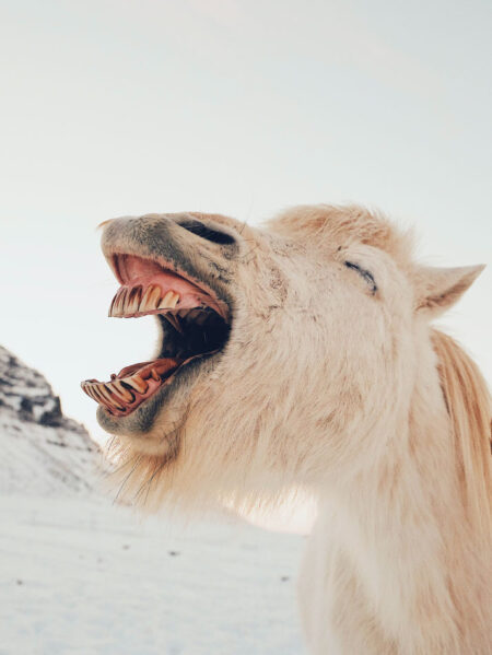 Jezelf zijn in het team en blijven lachen! - Dare! - Brengt organisaties in beweging | Dare! Beweegt